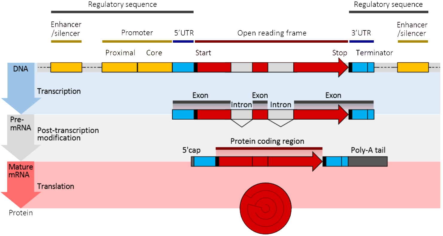 基因的结构genestructure