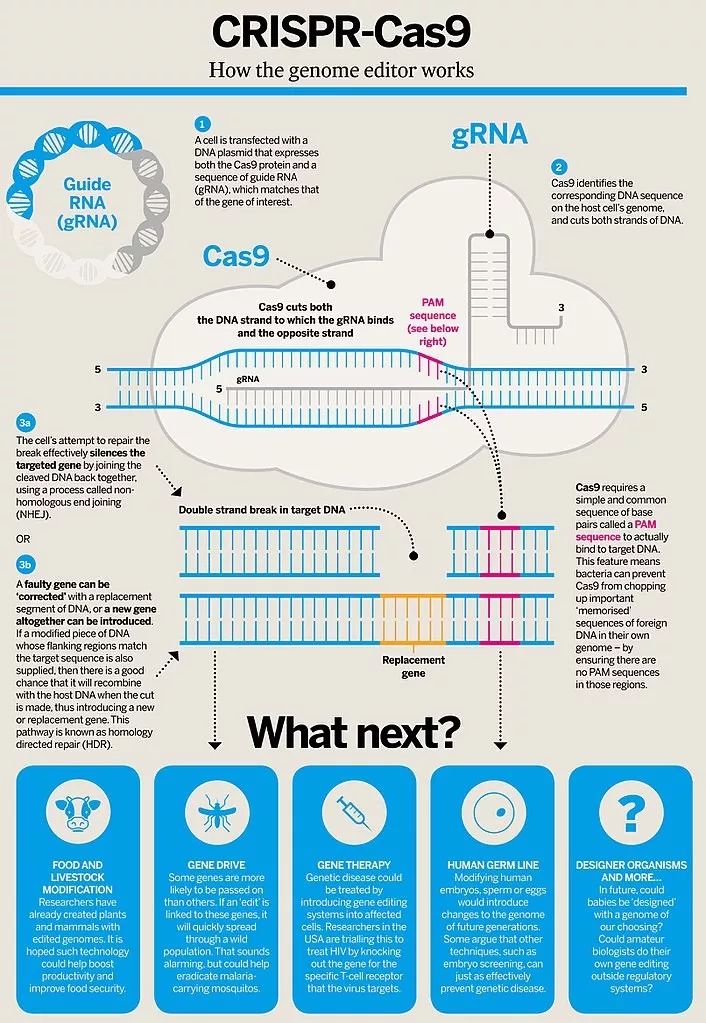 传统的 crispr-cas9 基因编辑方法示意图.