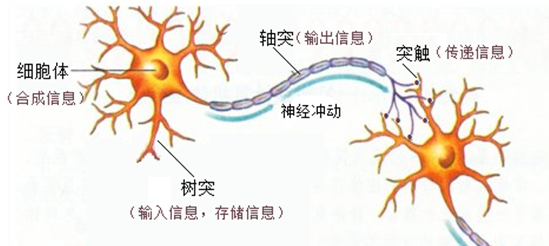 神经元突触传递过程图图片