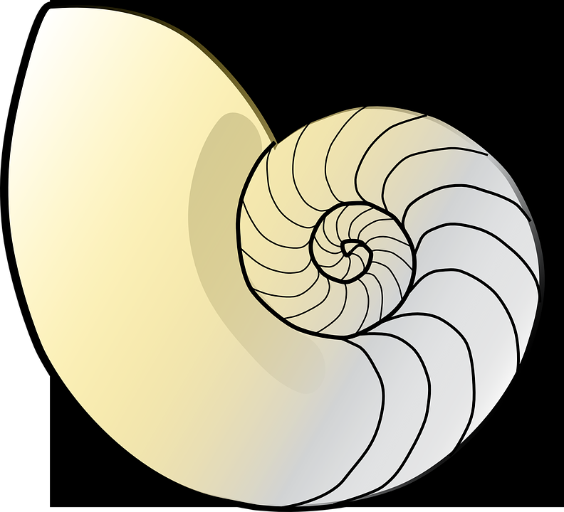 shell