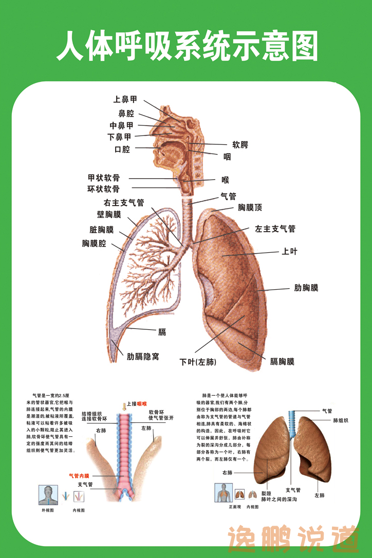 人体呼吸示意图图片