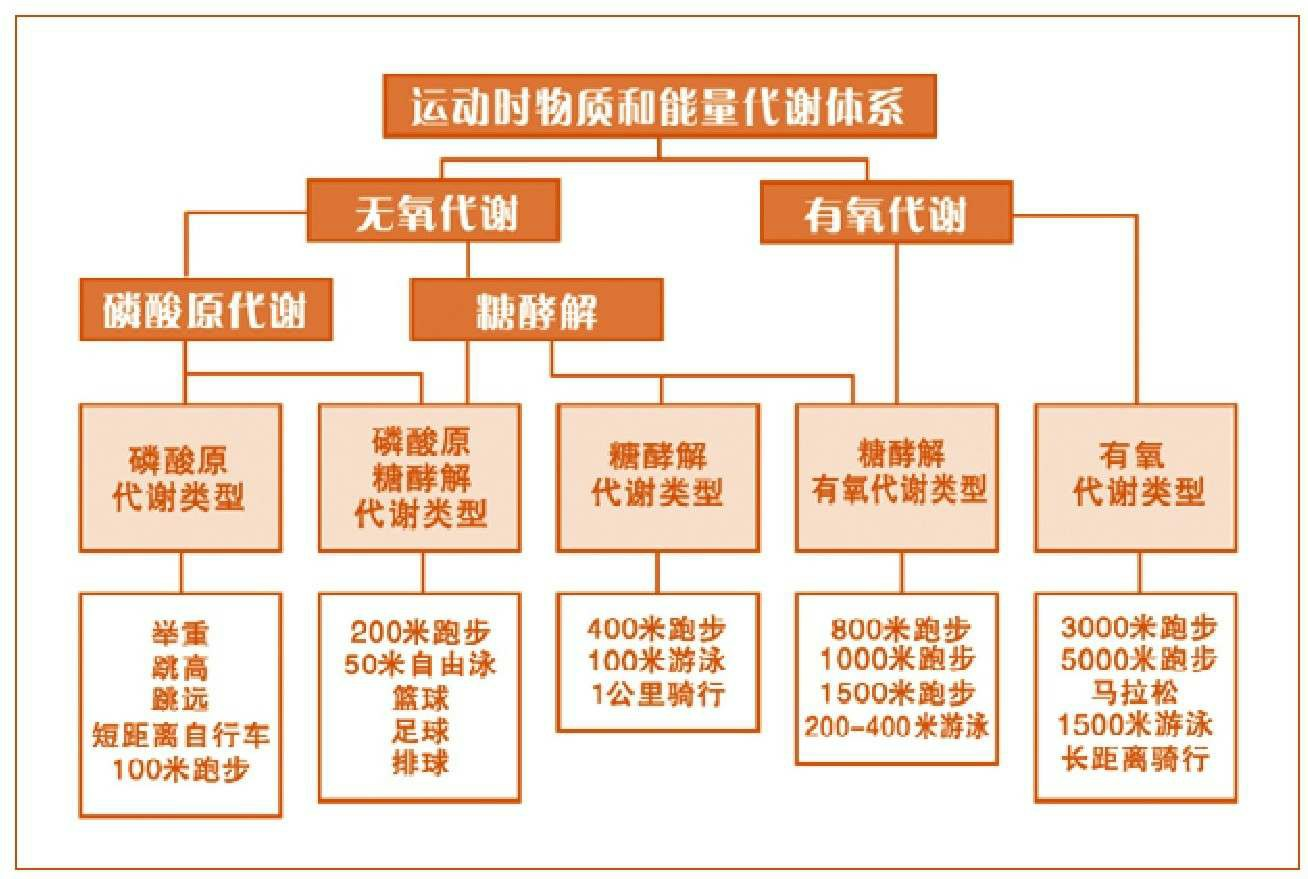 无氧运动乳酸堆积图片