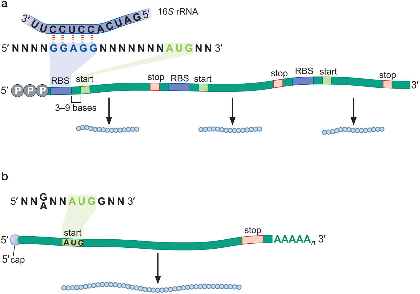 信使rna1,多肽链是由可读框决定的含有多个orf的mrna叫多顺反子只有1