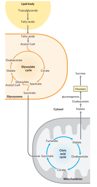 柠檬酸循环