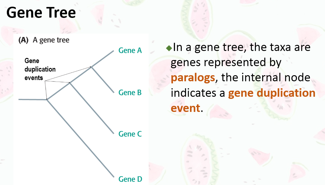 物种树（Species Tree）和基因树（Gene Tree）
