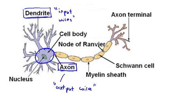 3. Neuron in the brain - Neurons