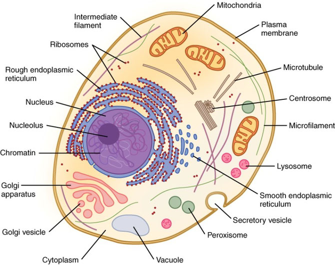 动植物细胞结构模型图图片