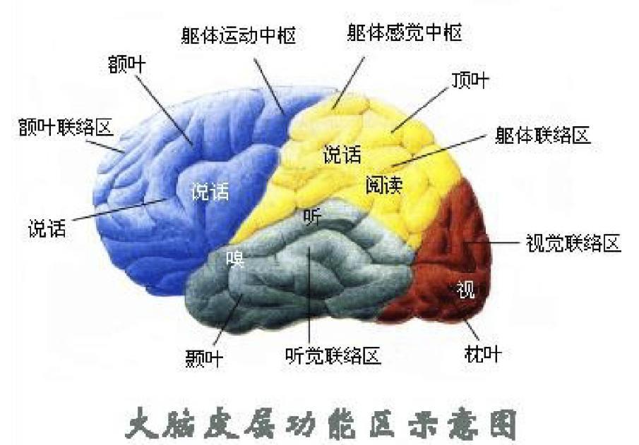 我们心理,生理活动是由大脑主宰,脑电波能反映大脑意识活动.