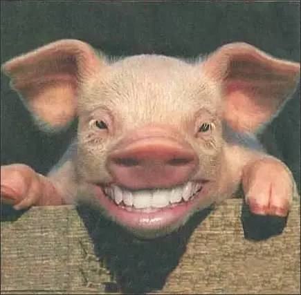 一头妖娆的猪搞笑图片图片