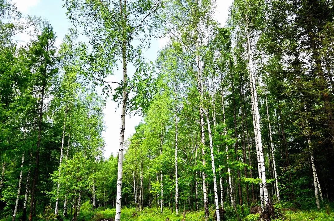 用尼康 d7000 拍摄的白桦树(图片来源:http://bbs.zol.com.