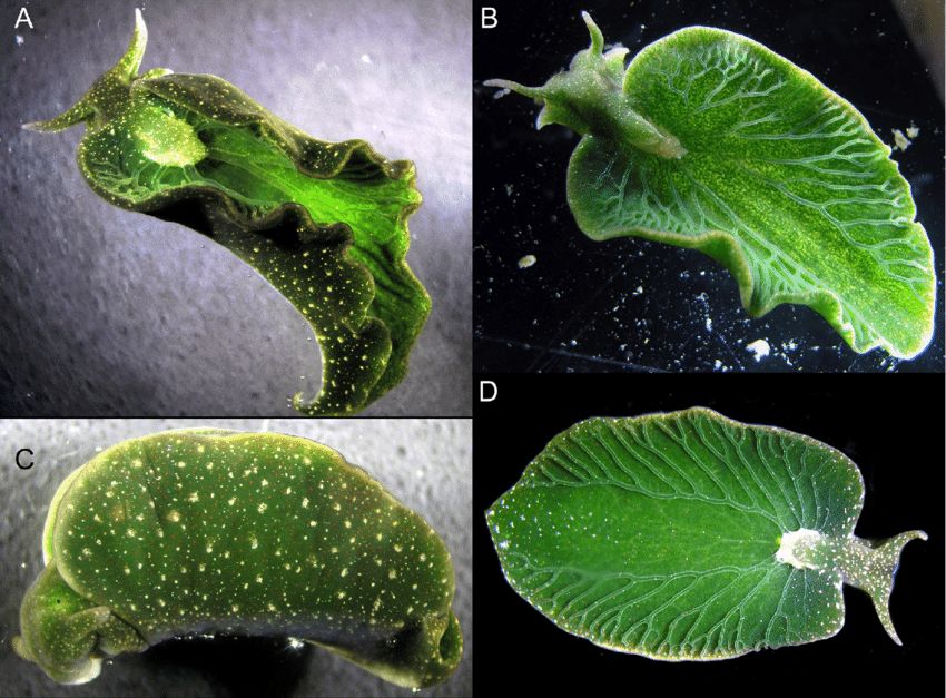 研究发现,绿叶海蛞蝓不仅能够吸收叶绿体,它还会主动偷取基因