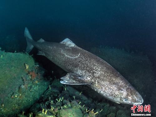 科学家发现一条格陵兰鲨鱼 可能已经活了500多年!