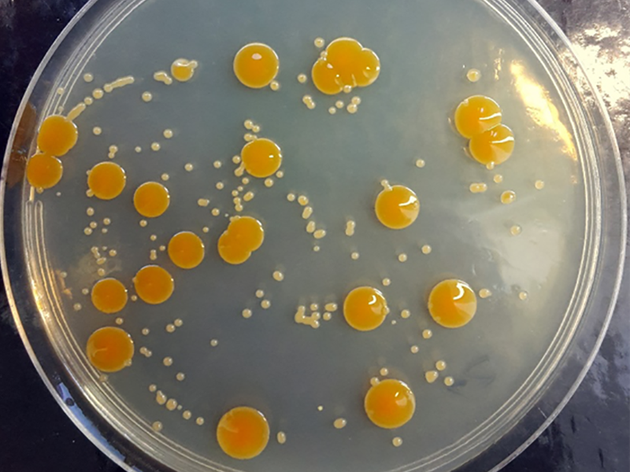 在高氯酸盐环境中生长的嗜盐杆菌菌群看起来比正常菌群更小，颜色更浅，但它们仍然能够幸存下来。