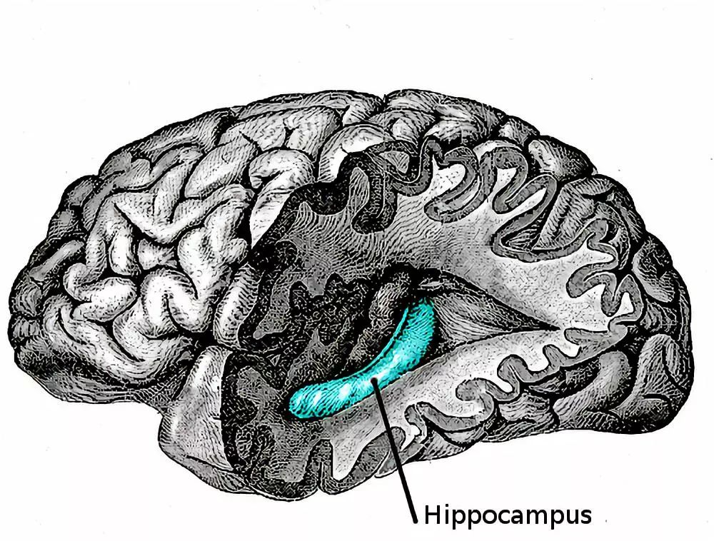 海马区在大脑哪个位置图片