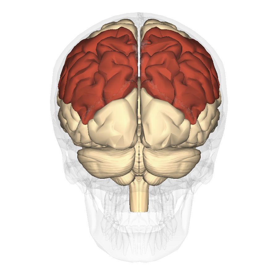 位于大脑的背外侧面的顶叶(红色部分) 图片来源:studyblue