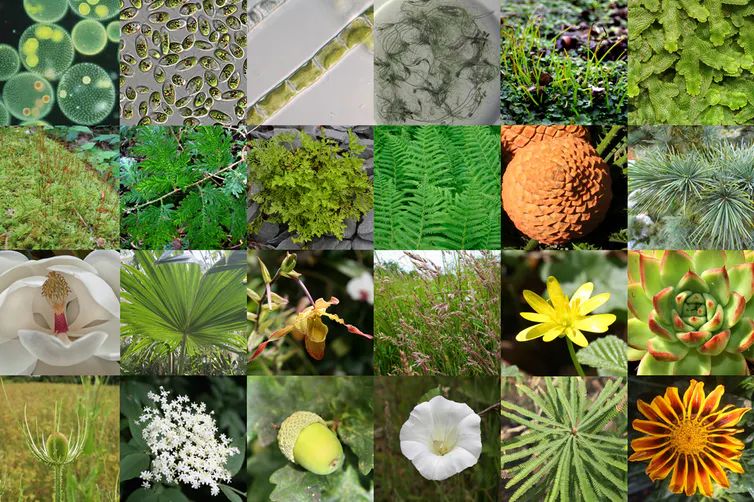 多样的陆地植物 图片来源:alexander bowles