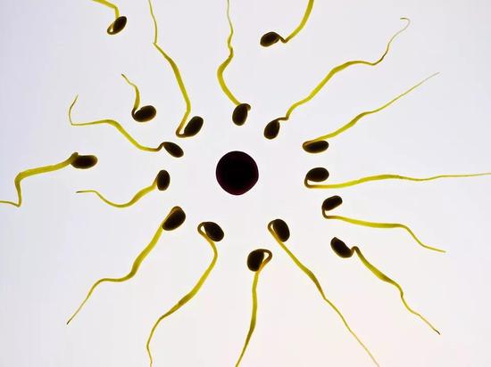 最快最强的精子才能与卵子结合?其实是运气好而已