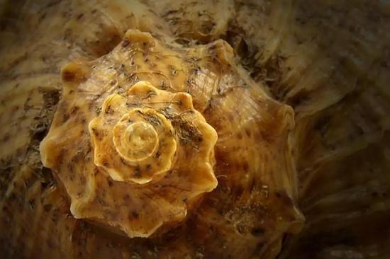 斐波拉契螺旋线——海螺的外壳结构