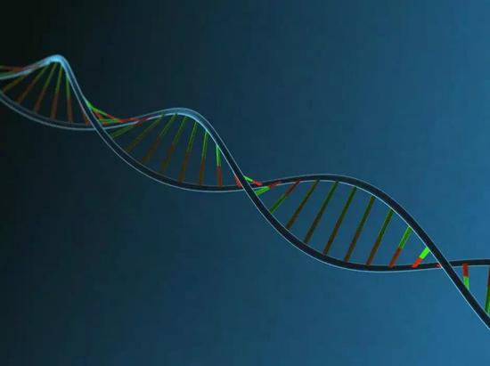 斐波拉契螺旋线——DNA 的双螺旋结构