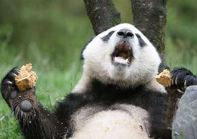 熊猫牙可以自修复研发仿生材料有了新思路